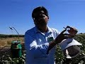 Insect pheromone traps