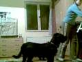 videos de maco a monty