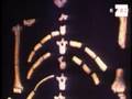 Exposición sobre Atapuerca muestra últimos hallazgos arqueológicos .