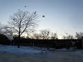 Crows On Route To Loring Park