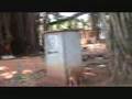 Nagercoil,Banyan Tree,Perungulam,