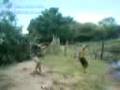 videos de Tudo Por uma Fanta e 