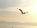 Kenny G - Peace