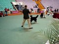 Boyero de Berna video
