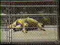 Snuka Backlund cage match Madison Square Garden