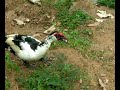 Duck - New Type
