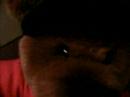 joeyabs the teddy bear is angry joe torres gone