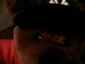 joeyabs the teddy bear is angry joe torres gone