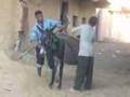 Donkey  Pyramids to Nile River  Cairo Egypt