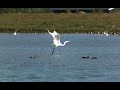 Grote zilverreiger stijgt op