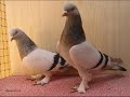 Taklac? G�vercinler