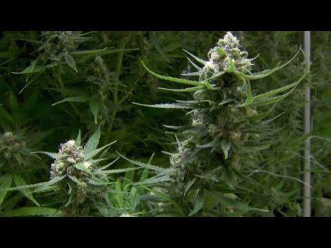Kanada: Die Mehrheit kauft Cannabis weiterhin beim Dealer