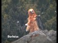 Quebrantahuesos - Gypaetus barbatus Quebrantahuesos - Gypaetus barbatus