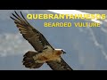 Quebrantahuesos - Gypaetus barbatus
