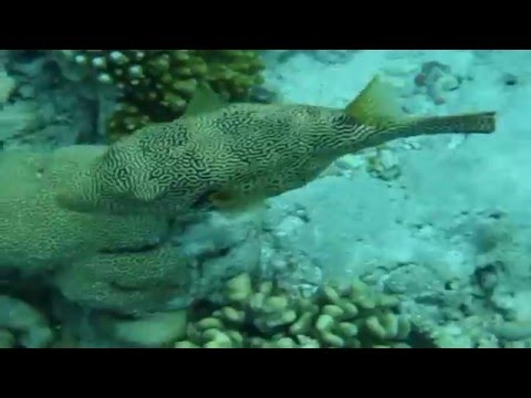 Snorkling og dykning på Maldiverne | Video fra Nyhavn Rejser