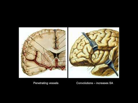 Workshop: Reading Computed Tomography (CT) Scans