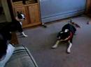 Checkers, Gibson, and Yairi-Boston Terriers Checkers, Gibson, and Yairi-Boston Terriers