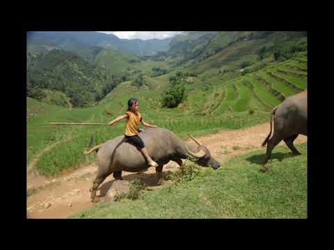 Little Vietnam Tours