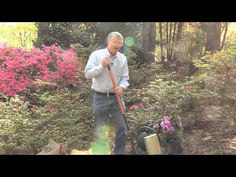 how to properly plant azaleas