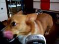 The Perfect Baroo...in video!