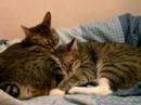 my new video of cats my new video of cats