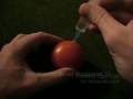 How to make a glowing tomato