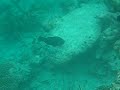 Fishes Near By Fihalhohi Maldives