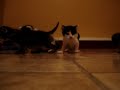 Les b�b�s chats!!!
