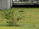 Freak groundhog