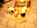 Puppies! 