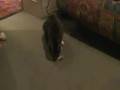 videos de cat & mouse