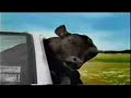 New Hilux Car Ad from Australia Cows and Calves