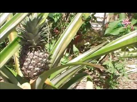 how to replant a pineapple plant