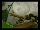 Skrilla our male hypo jag..