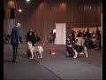 Judge Daniel W FLEITAS CH class&Best male