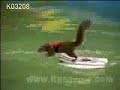 Funny Squirrel a must see