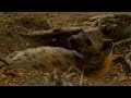 Female Dominance Over Male Hyenas | Animals In Love | BBC