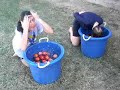 krystalle and rhi bob for apples XD