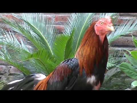 Kualitas Ayam Bangkok