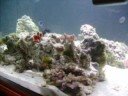 240 gallon Day II