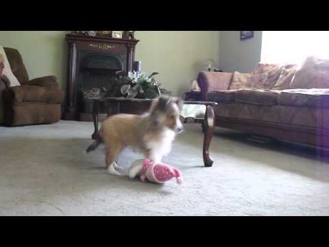 Sexton playing with his stuffed toy