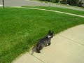 Honking Dog