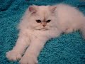 My Lolita Pucci a.k.a. Lola Kneading on Her Favorite Blanket!