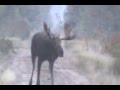 NEW BRUNSWICK MOOSE FIGHT PART 1 OF 2