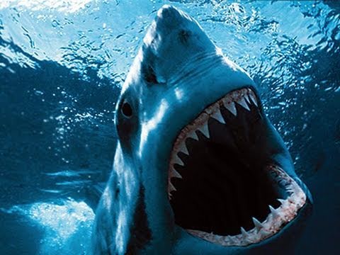 geo&geo - Le coste canadesi del Pacifico, quelle dell'isola colombiana di Malpelo, le acque meridionali dell'Africa, splendidi teatri acquatici in cui nuotano eterogen...