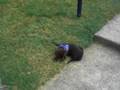 videos de Max playing fetch for the first time
