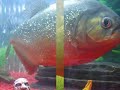 Piranha Hannibal -FotoCollection-