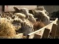 Koe 80 heeft een probleem (Trailer)