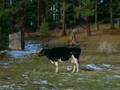 Northern Exposure Chris (John Corbett) Fling Opening Scene