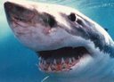 Great White Shark Accident (edited)